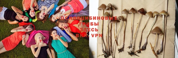 прущие грибы Алексеевка